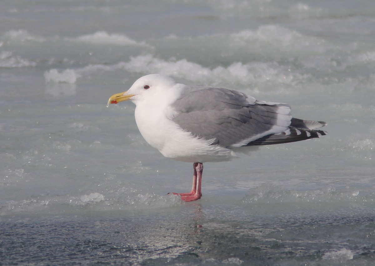 Glaucous-winged x Slaty-backed Gull (hybrid) - ML245742661