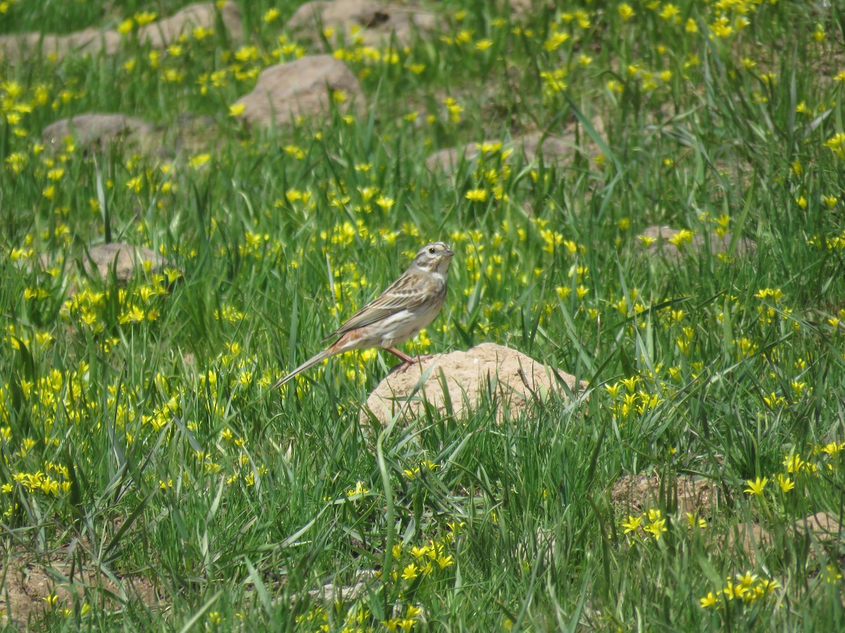 Yellowhammer x Pine Bunting (hybrid) - ML245743221