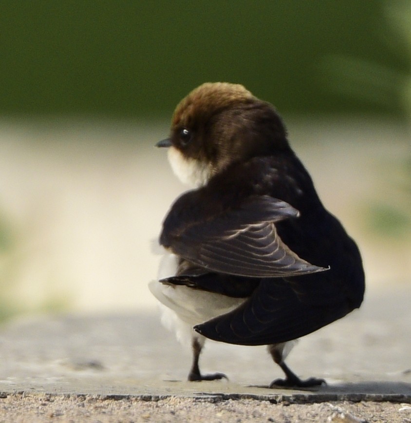 Wire-tailed Swallow - ML245743491