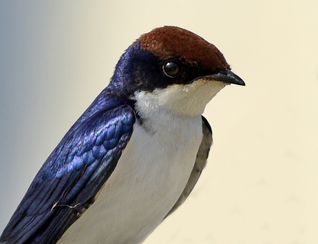 Wire-tailed Swallow - ML245743591