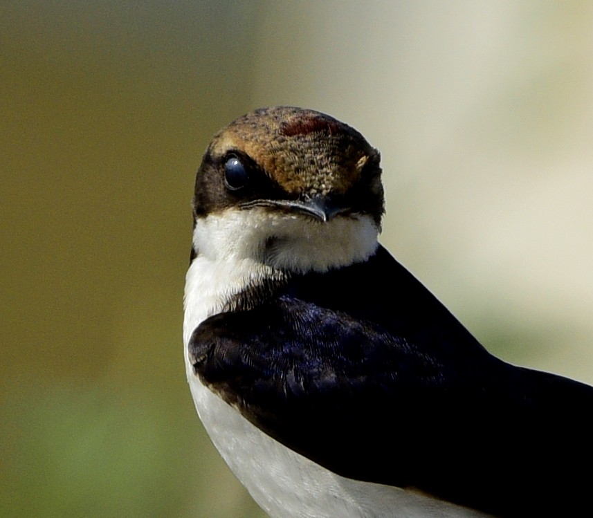 Golondrina Colilarga - ML245743611