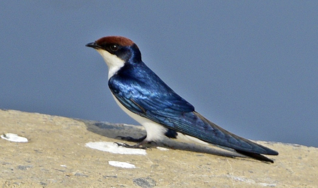 Wire-tailed Swallow - ML245743671