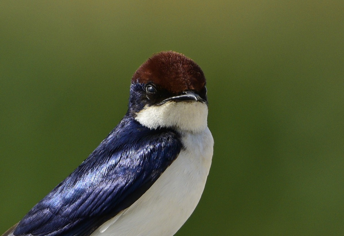 Golondrina Colilarga - ML245743681