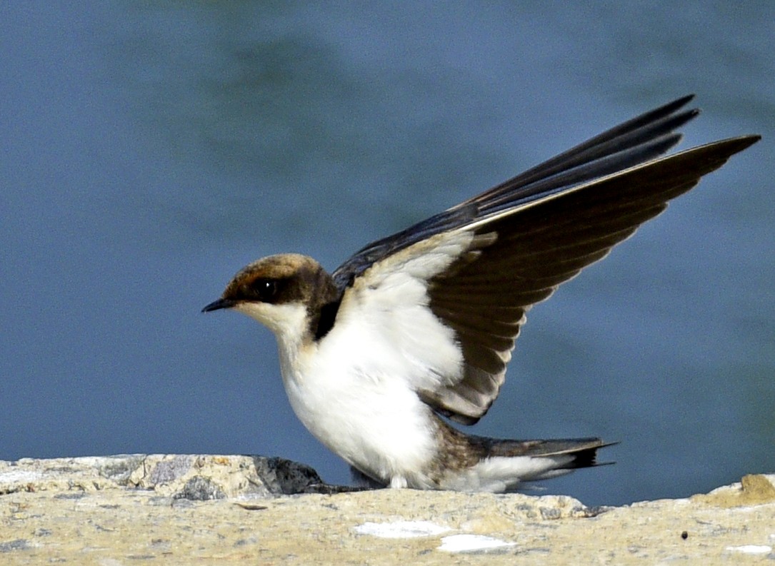 Wire-tailed Swallow - ML245743701