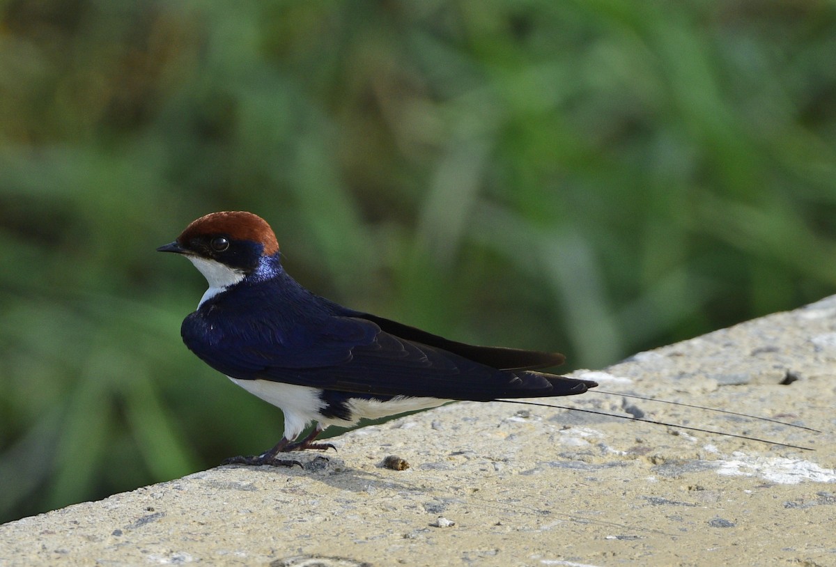 Golondrina Colilarga - ML245743851