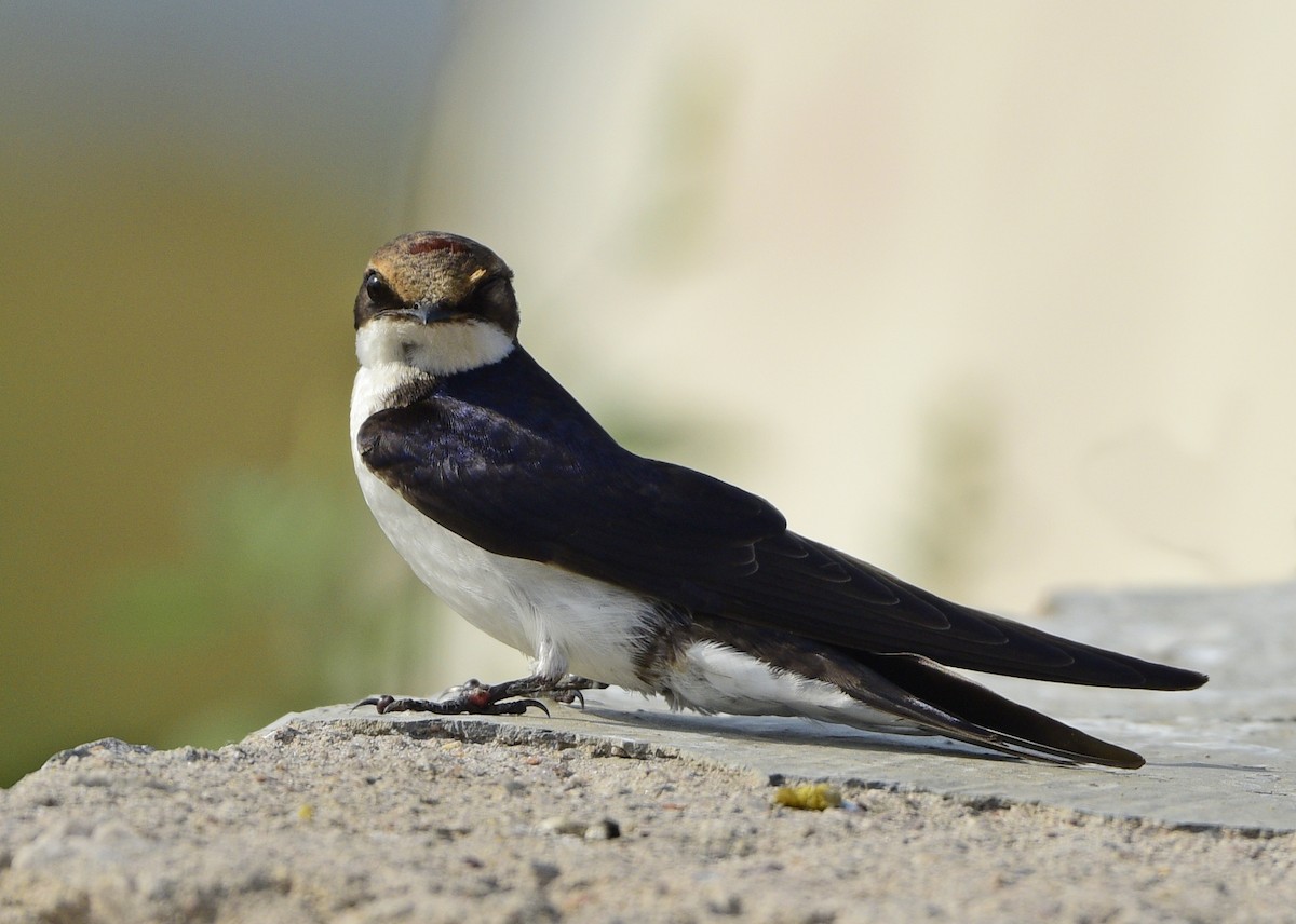 Wire-tailed Swallow - ML245743881