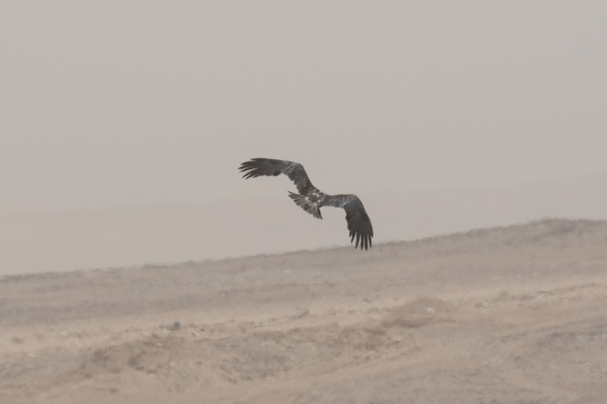 Imperial Eagle - ML24574441