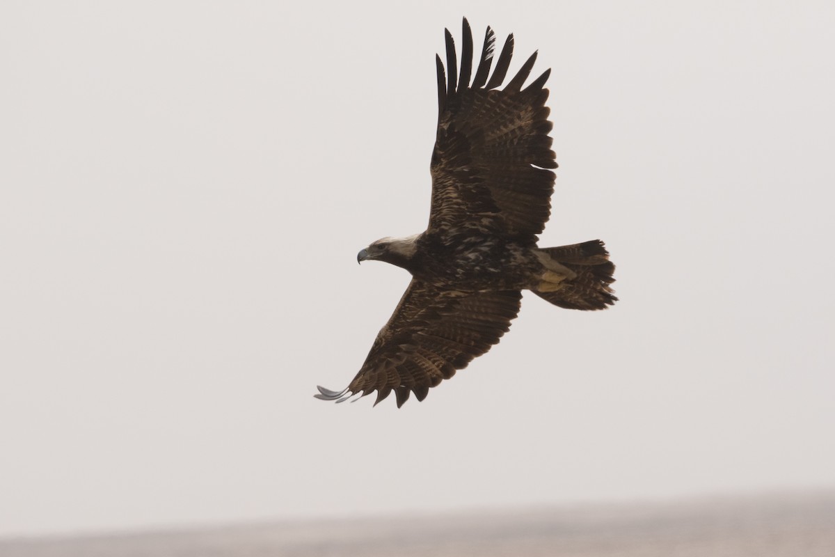 Imperial Eagle - ML24574451