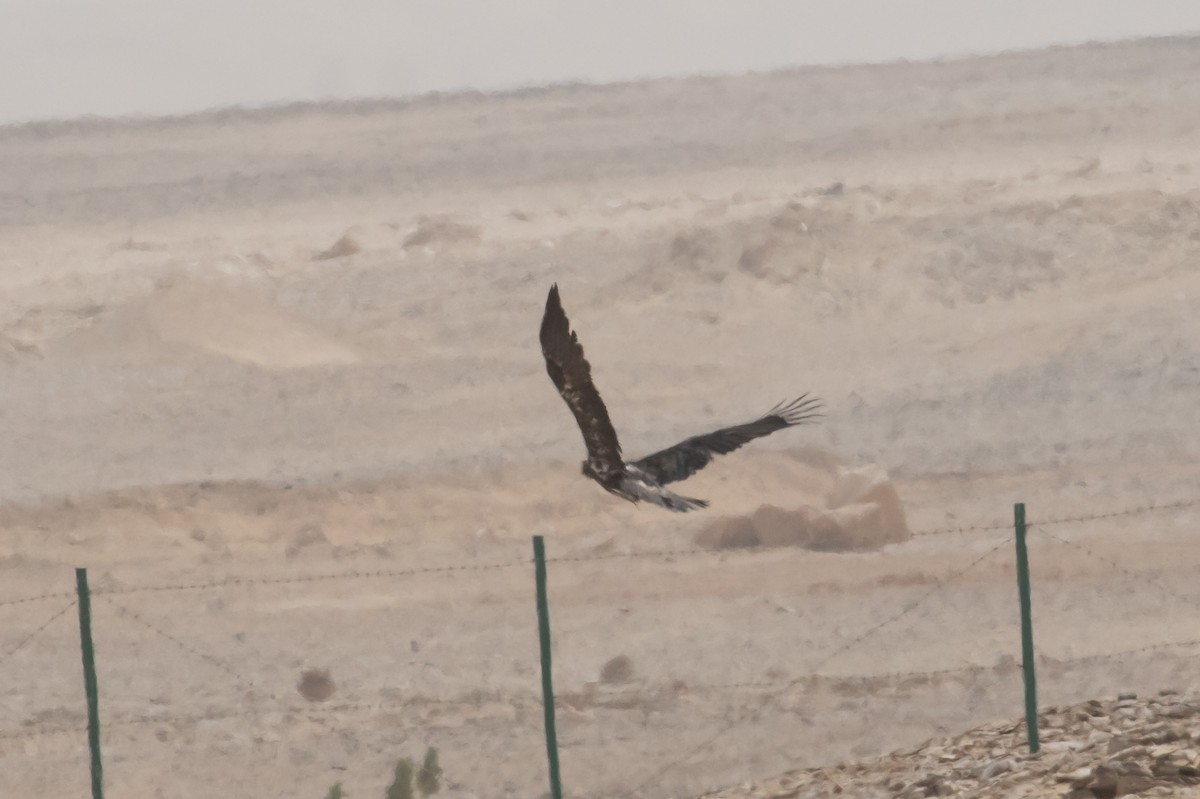 Imperial Eagle - ML24574461