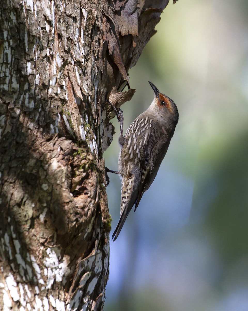 Red-browed Treecreeper - Chris Murray