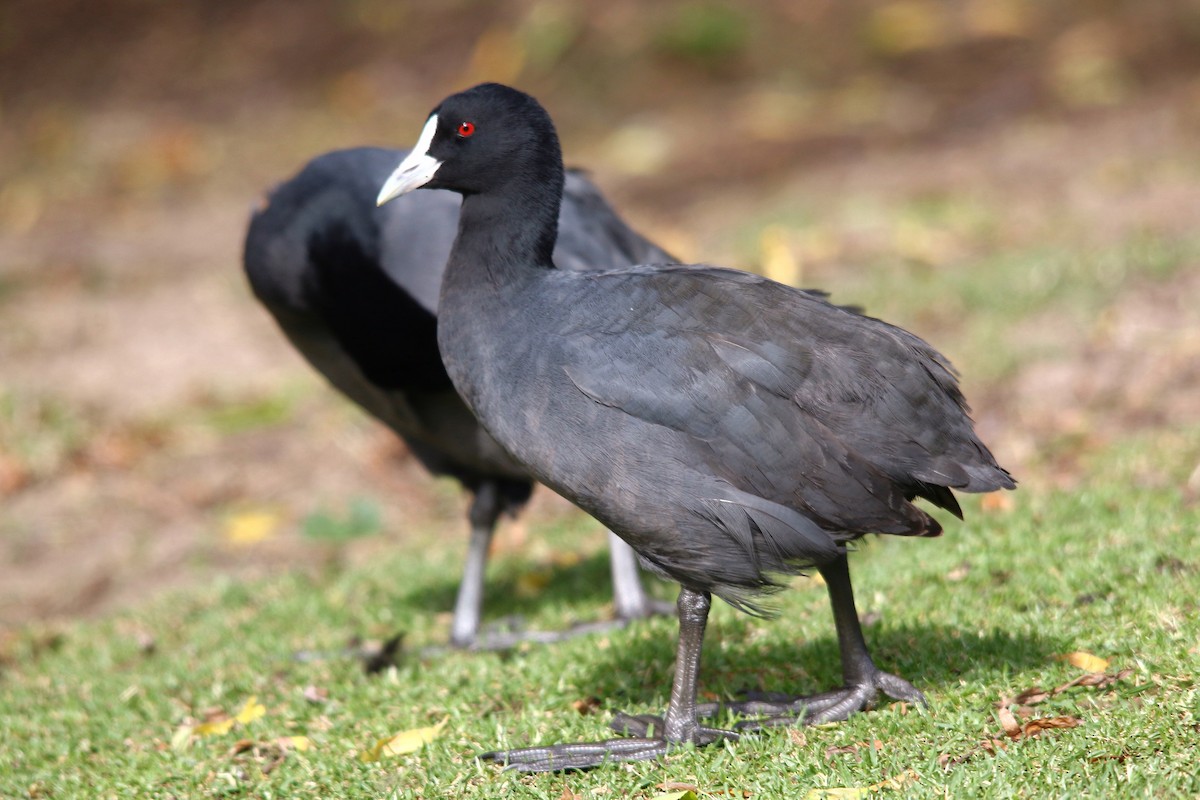 Eurasian Coot - Alan Atkinson
