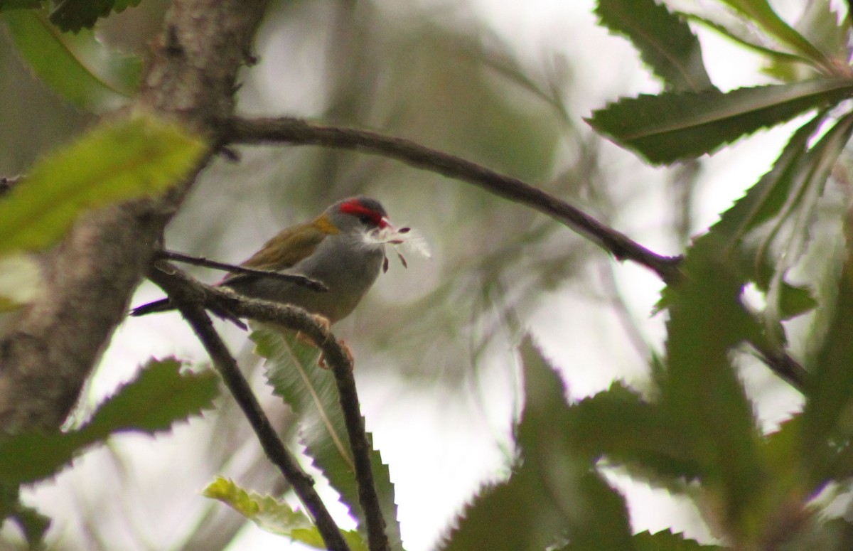 Red-browed Firetail - ML24574681