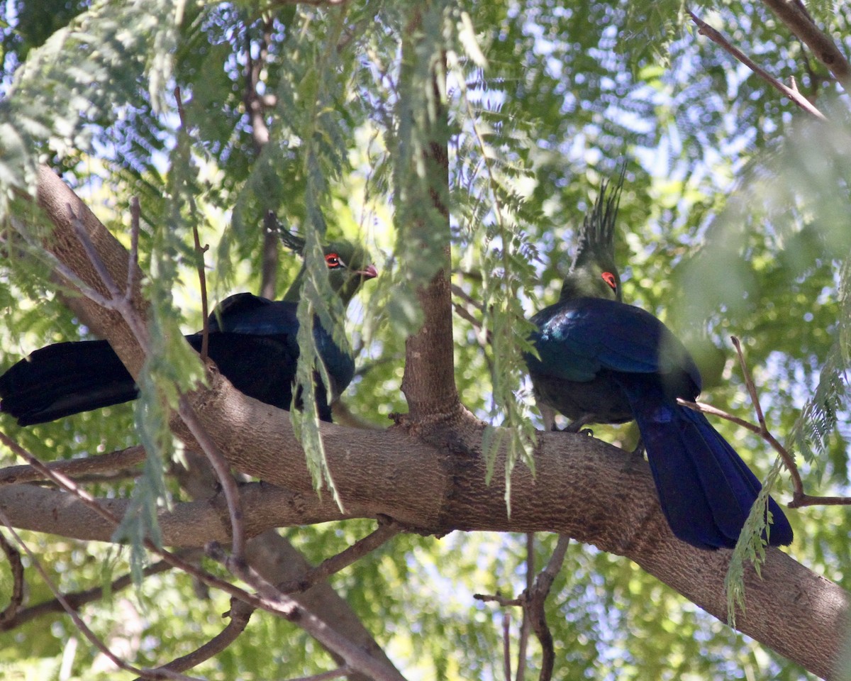 Schalow's Turaco - ML245747981