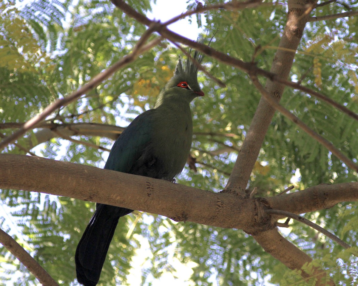 Schalow's Turaco - ML245748001