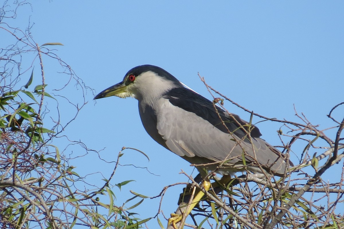 Black-crowned Night Heron - ML245748881