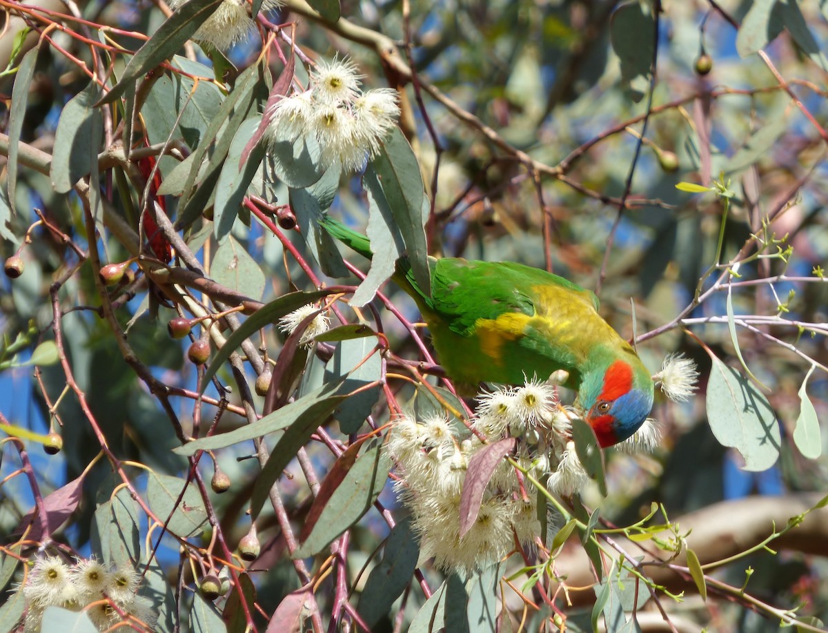 Musk Lorikeet - ML24575011