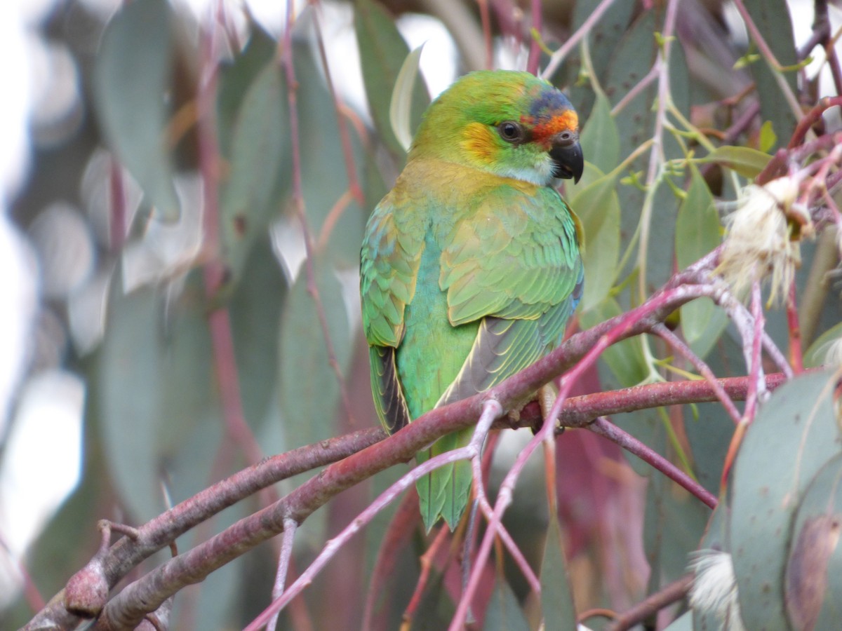 ムラサキガシラジャコウインコ - ML24575031