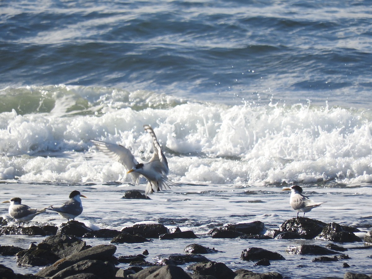 Great Crested Tern - ML245751021