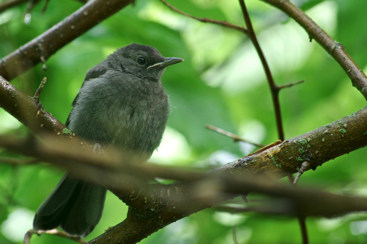 Gray Catbird - ML245753251