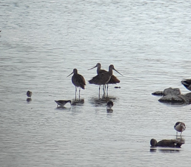 Marbled Godwit - ML245754801