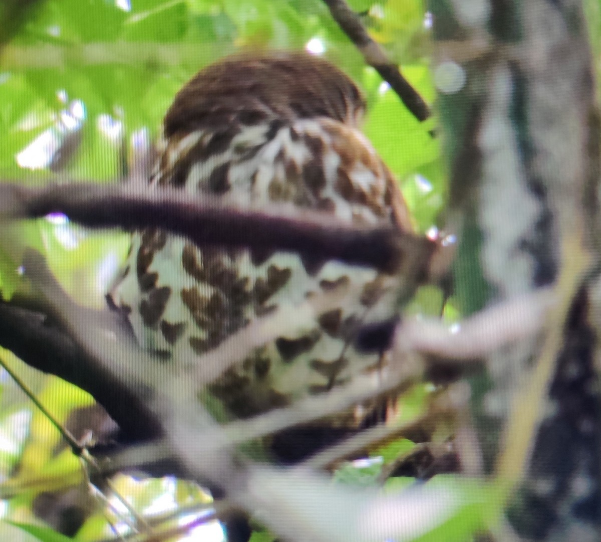 Brown Boobook - ML245754841