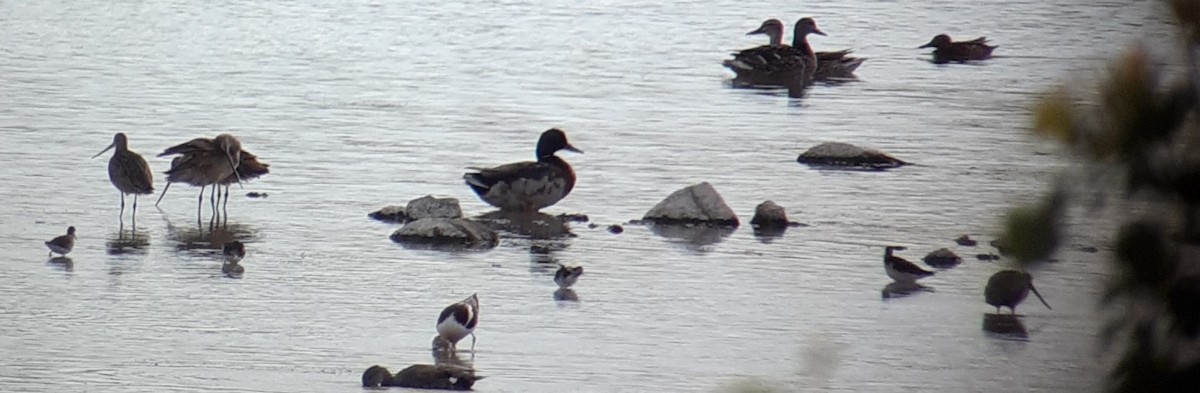 Marbled Godwit - ML245754951