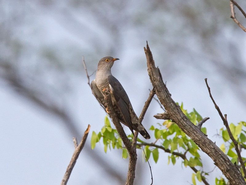 African Cuckoo - ML245757341