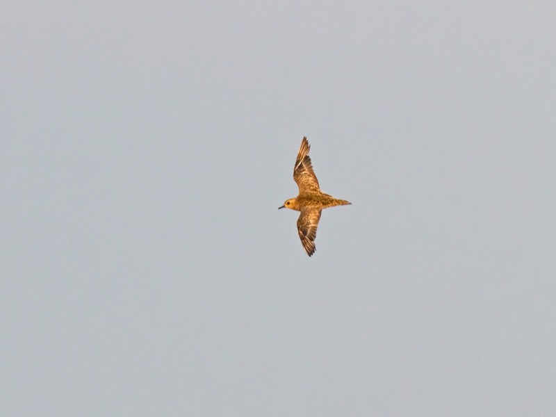 Pacific Golden-Plover - Niall D Perrins