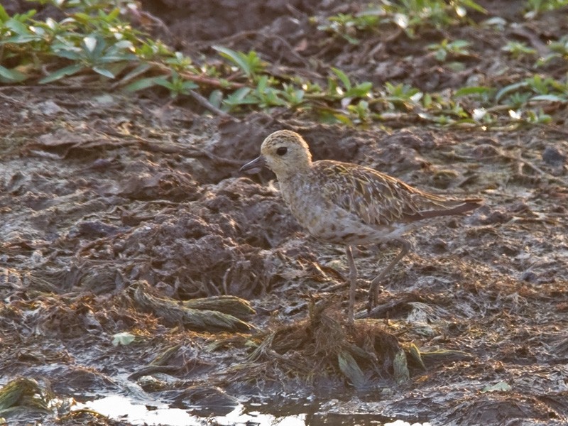 Tundra-Goldregenpfeifer - ML245757741