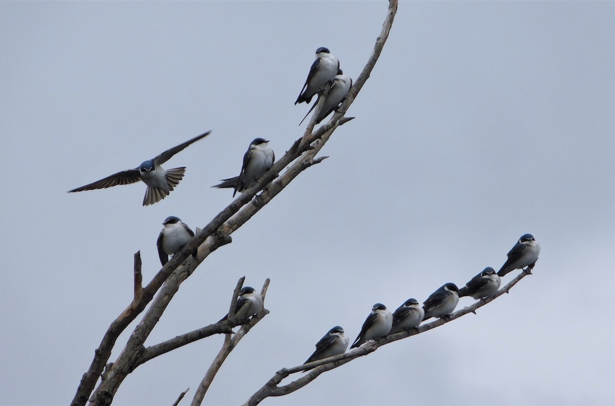 White-rumped Swallow - ML245758101