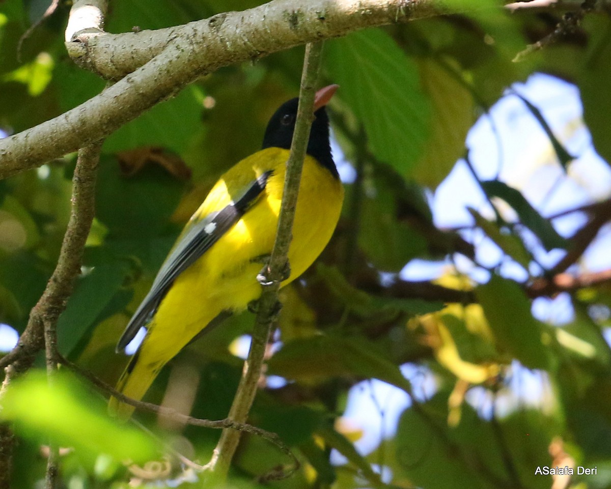 Ethiopian Black-headed Oriole - ML245759001