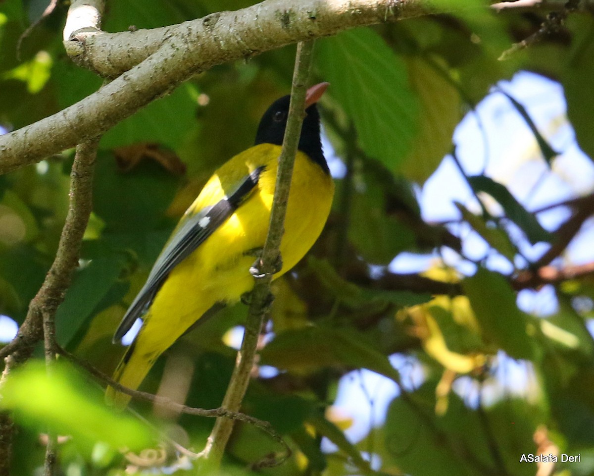 Ethiopian Black-headed Oriole - Fanis Theofanopoulos (ASalafa Deri)