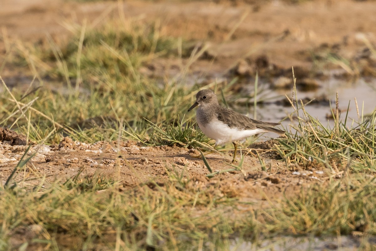 Temminck's Stint - ML24575941