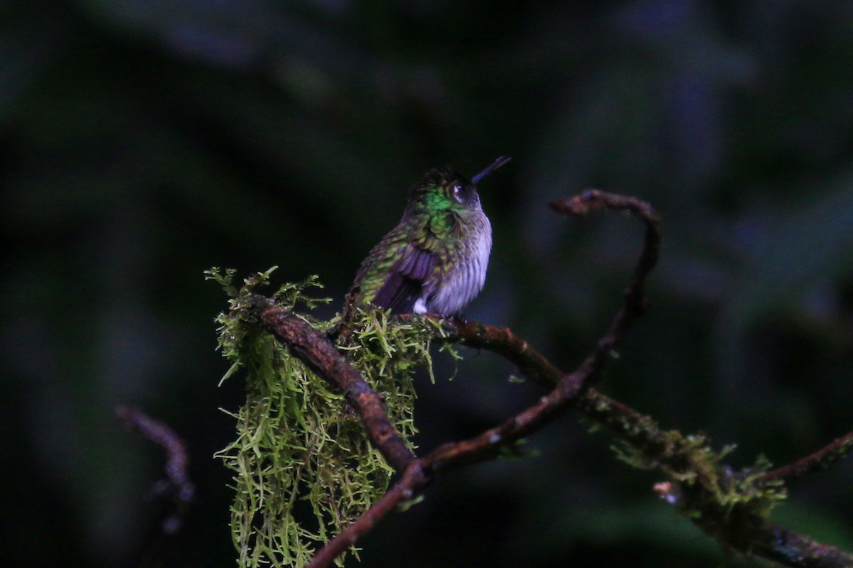 Colibrí Gorjivioleta - ML245760011