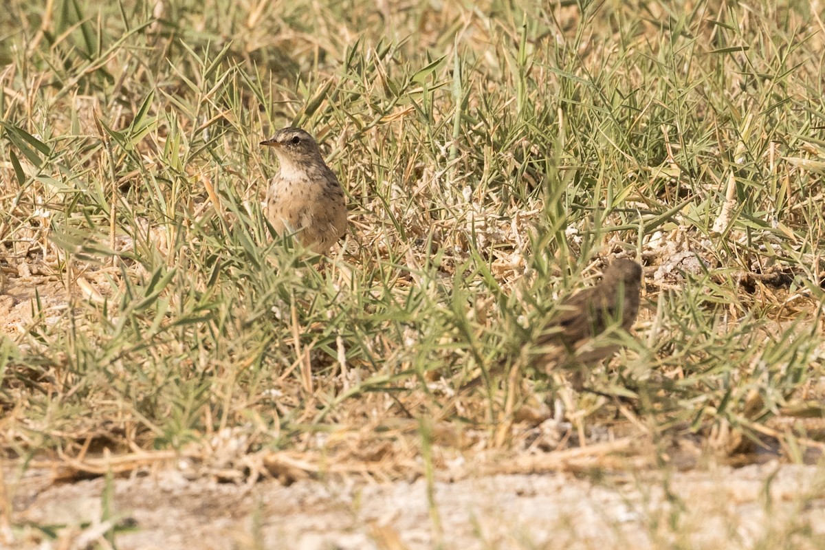 Water Pipit (Caucasian) - ML24576011