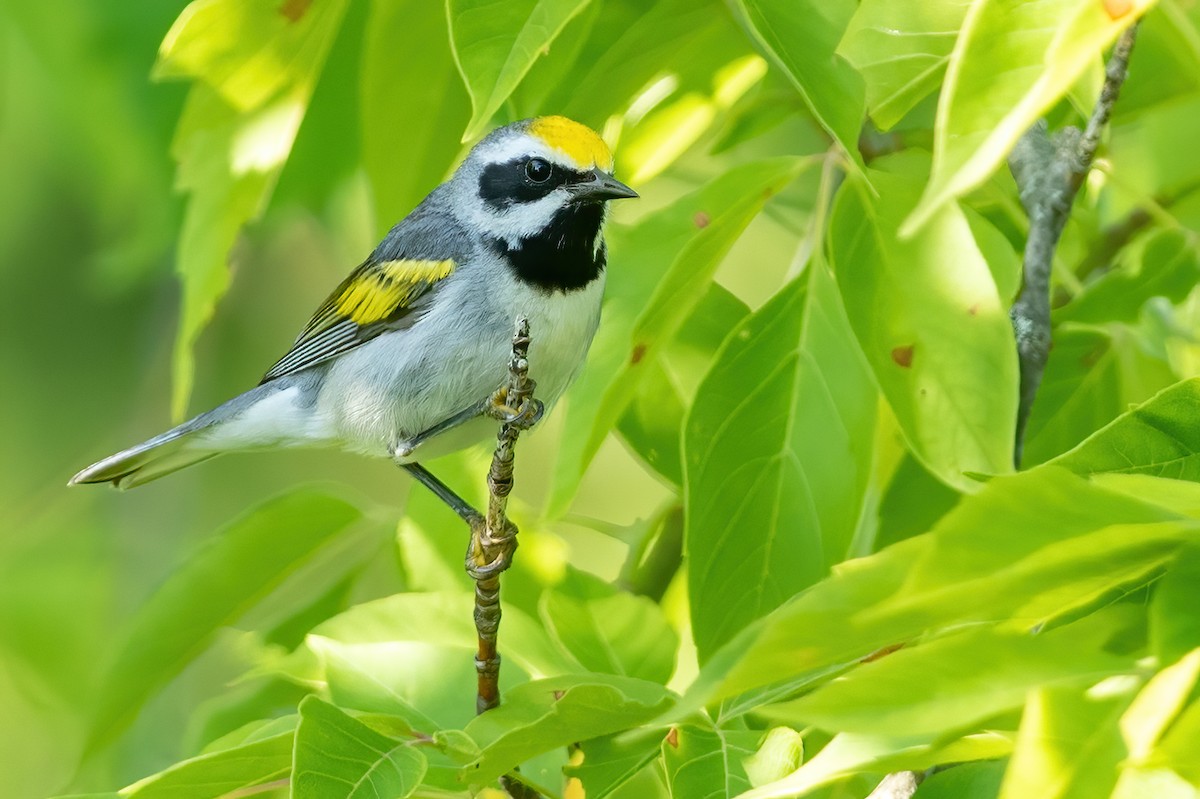 Golden-winged Warbler - ML245761311