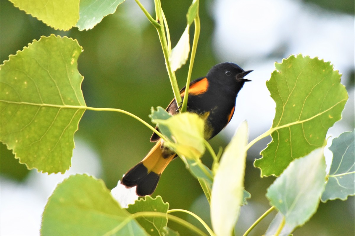 American Redstart - ML245763981