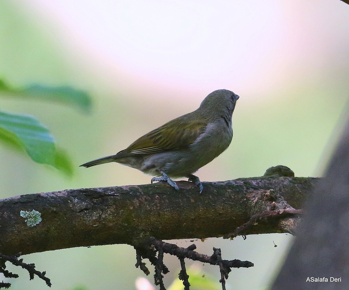 Lesser Honeyguide (Lesser) - Fanis Theofanopoulos (ASalafa Deri)