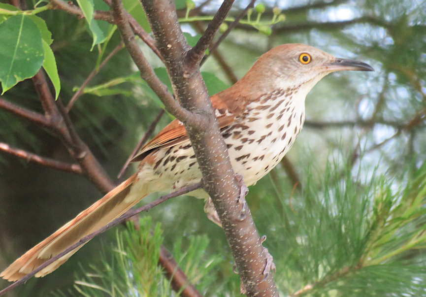 Brown Thrasher - ML245768091