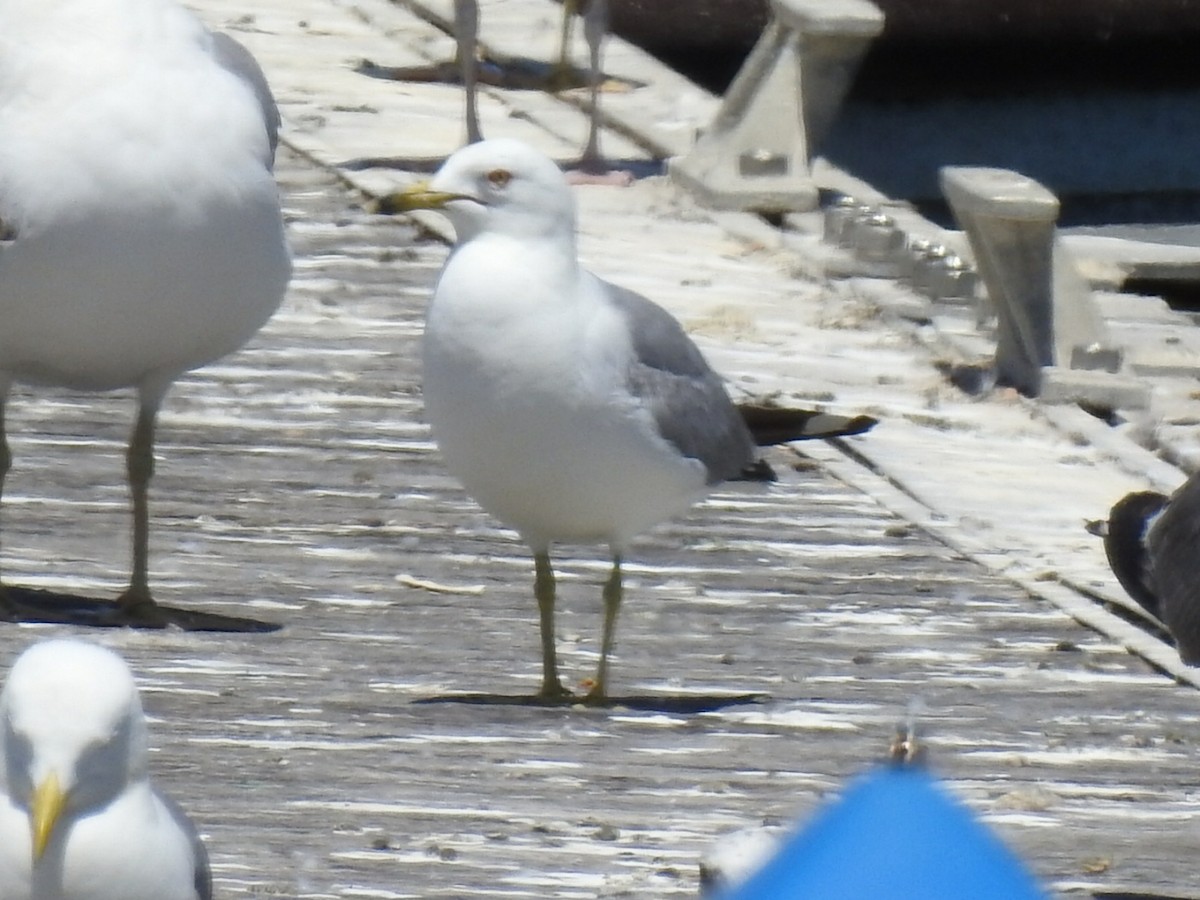 racek kroužkozobý - ML245768311