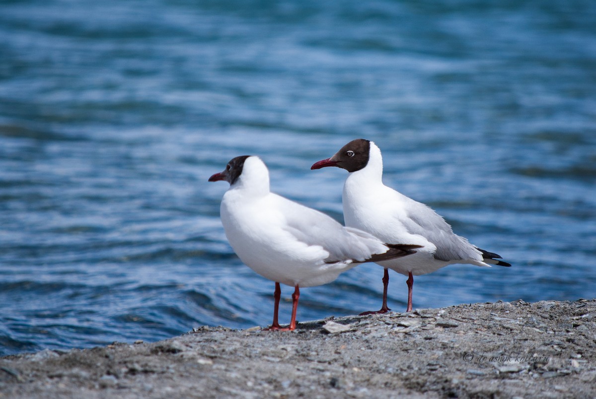 Brown-headed Gull - ML245769871