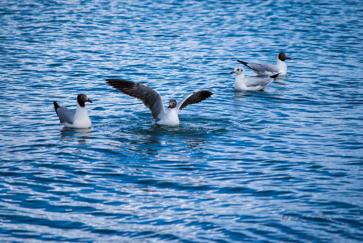 Brown-headed Gull - ML245769921