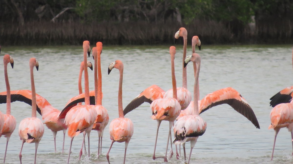 American Flamingo - ML24577211