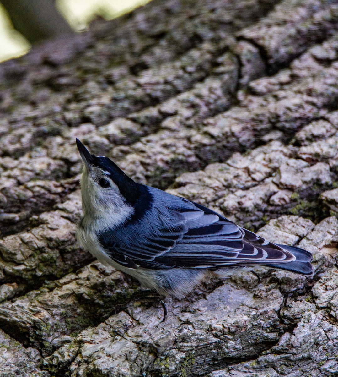 White-breasted Nuthatch - ML245772531