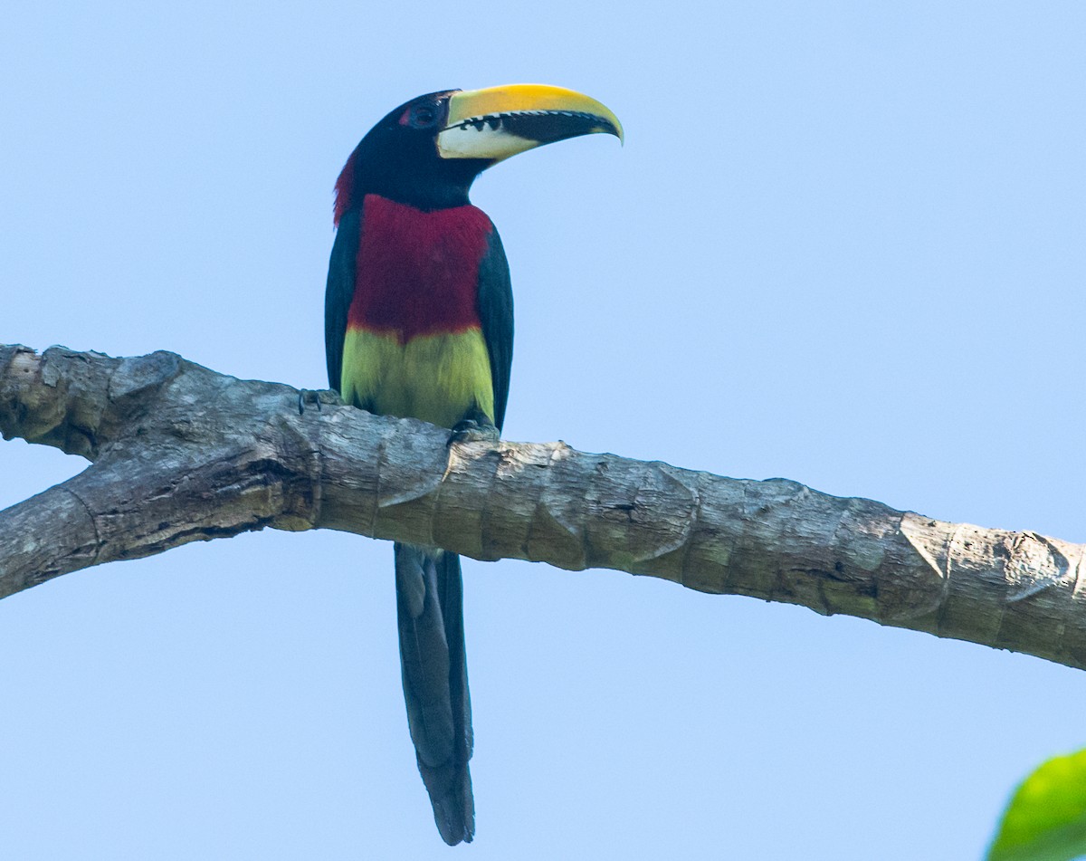 Red-necked Aracari - ML245776531