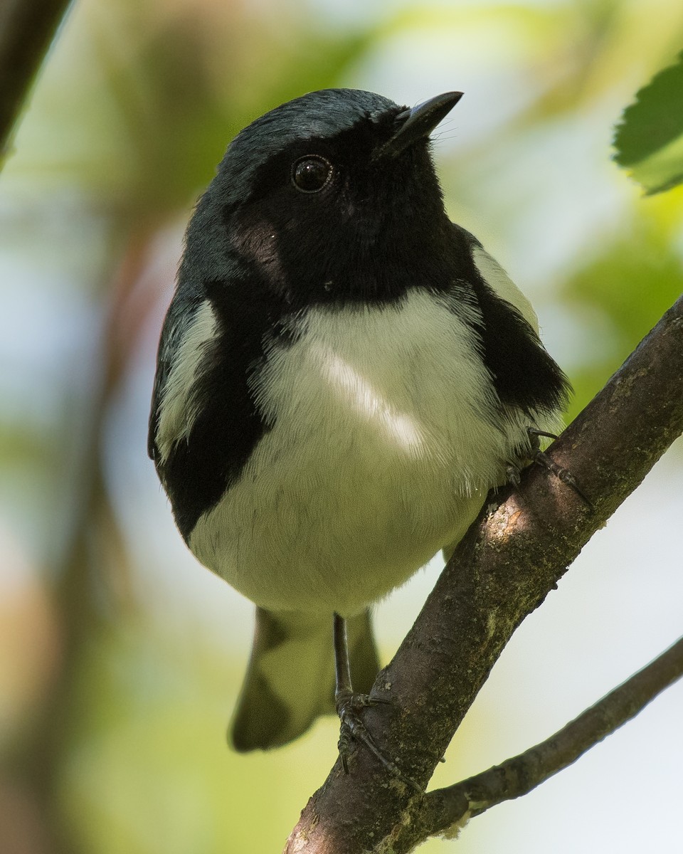 Black-throated Blue Warbler - Matthew Stratmoen