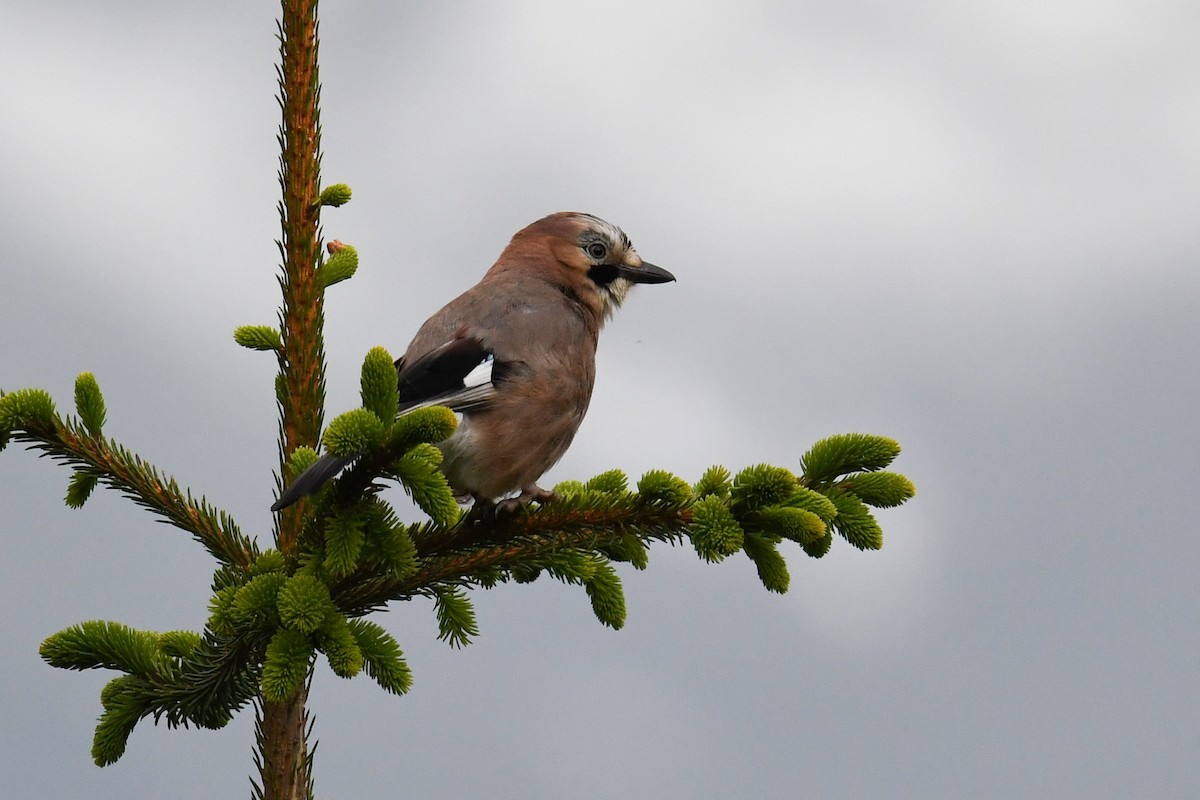 Eurasian Jay - ML245777221