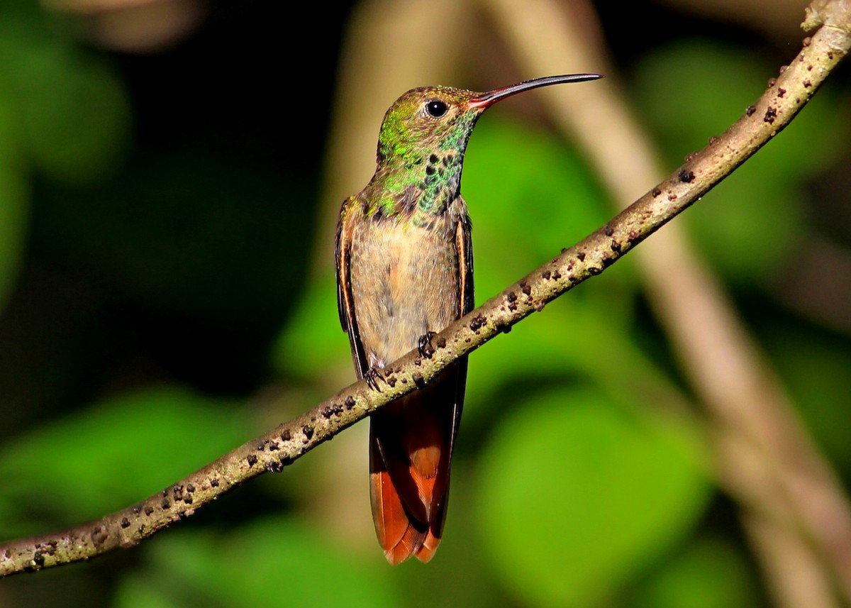 Buff-bellied Hummingbird - Noah Frade