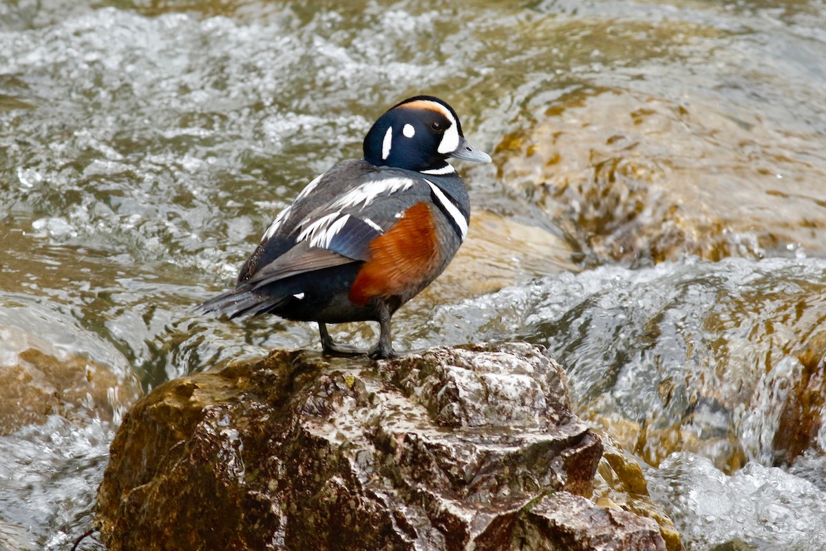 Harlequin Duck - ML245778801