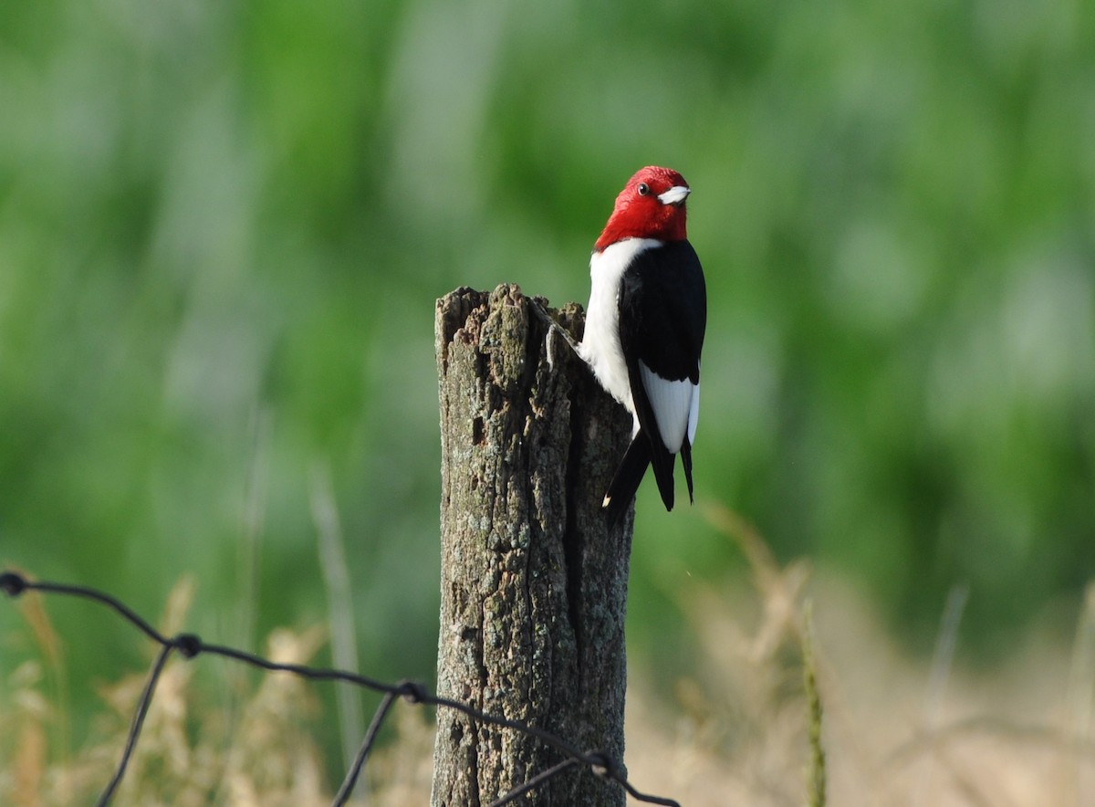 Red-headed Woodpecker - ML245779301